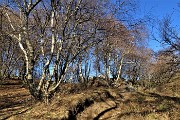 19 Dal bosco di  carpini neri si passa a quello di betulle